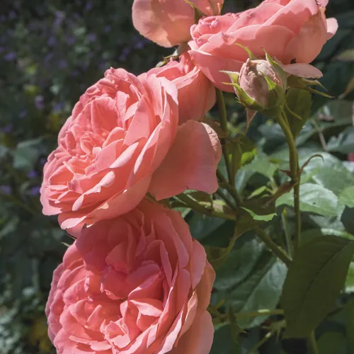 Rosas dobles (foto ilustrativa)