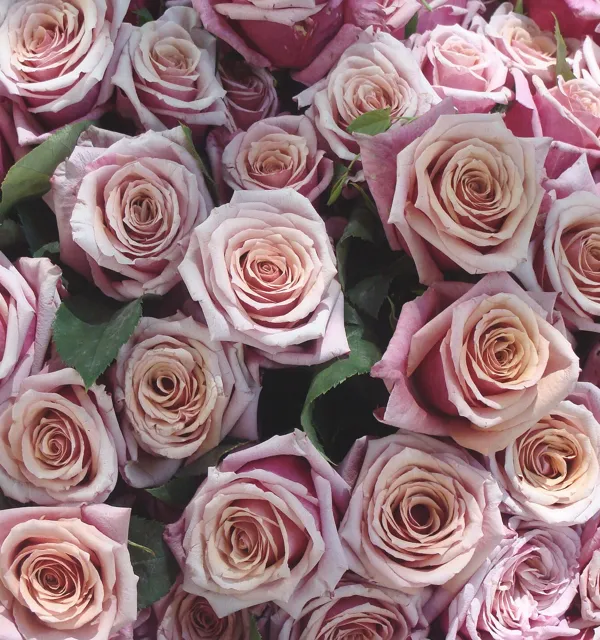Ramo de rosas rosadas (foto ilustrativa)