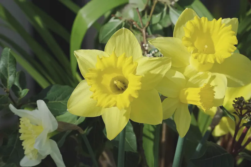 Ramo de narcisos amarillos (foto ilustrativa)